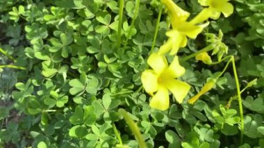 Baharda güzel sarı çiçek tarlaları. Bermuda düğün çiçeği, Afrika orman kuşu olarak da bilinen bir ağaçkakan türü. Cape sorrel, Soursop. Cins: Oxalis
