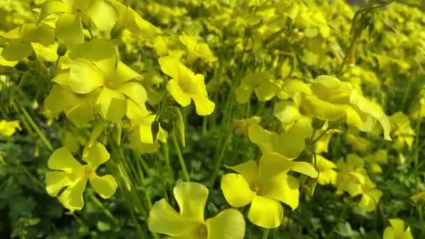 Beautiful Field Yellow Flowers Spring Bermuda Buttercup Species Wood Sorrel — Stock Video