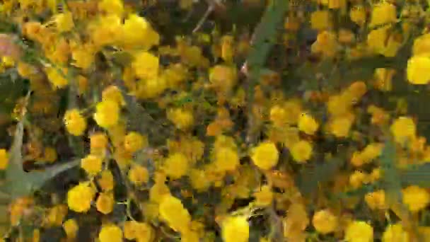 Baharda Sarı Çiçekli Güzel Bir Ağaç Akasya Ağacı Gerdanlığı Bataklık — Stok video
