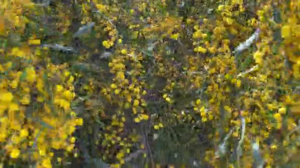 Gyönyörű Sárga Virágokkal Tavasszal Akácfa Más Néven Vízimadár Mocsári Csorda — Stock videók