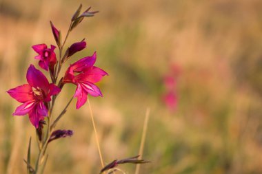 Gün batımında çayırdaki güzel vahşi gladiolus. Gladiolus sahasında. Gladiolus italicus, Gladioli olarak da bilinir, Boyalı Kadınlar veya Zambak Kılıcı