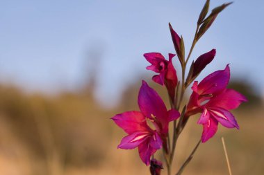 Gün batımında çayırdaki güzel vahşi gladiolus. Gladiolus sahasında. Gladiolus italicus, Gladioli olarak da bilinir, Boyalı Kadınlar veya Zambak Kılıcı