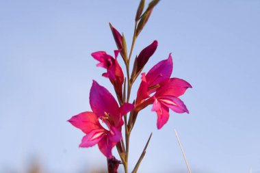 Mavi gökyüzünün arka planında güzel vahşi gladiolus. Gladiolus sahasında. Gladiolus italicus, Gladioli olarak da bilinir, Boyalı Kadınlar veya Zambak Kılıcı
