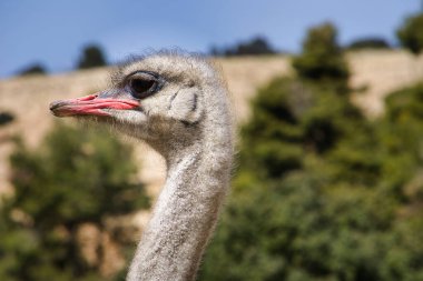 Güneşli bir sabah, Alicante, İspanya 'da bir devekuşu profili.