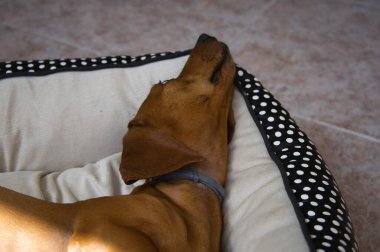 Sevimli ve dost canlısı kızıl saçlı dachshund yatağında oynuyor.