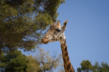 Güzel zürafa mavi gökyüzü arka planında
