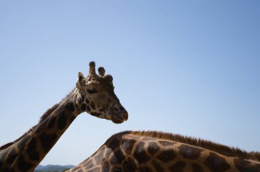 Güzel zürafa mavi gökyüzü arka planında