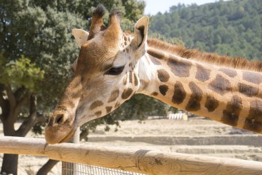 Ön planda sevimli zürafa
