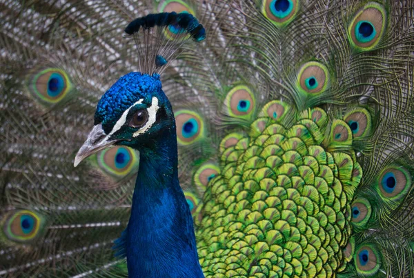 Elegante Pavo Real Primer Plano Con Fondo Plumas Colores —  Fotos de Stock