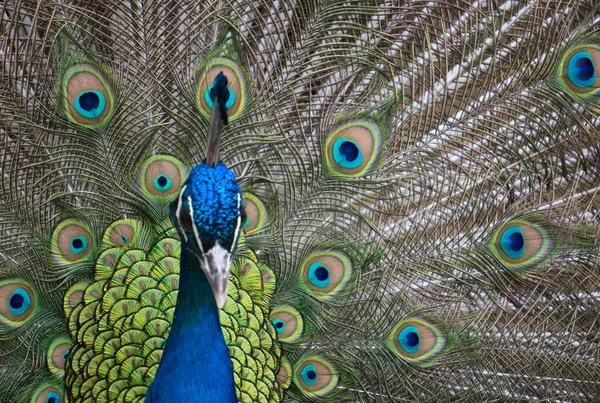 Krásný Elegantní Páv Otevřeným Peřím Živé Barvy — Stock fotografie