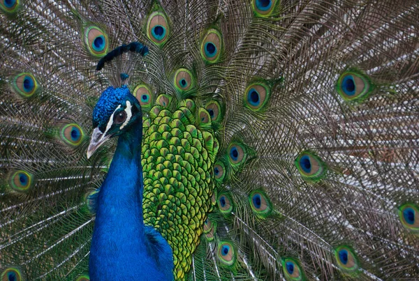 Peacock Élégant Premier Plan Avec Fond Plumes Colorées — Photo