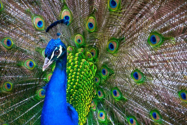 Elegantní Páva Popředí Pozadím Barevných Peří — Stock fotografie