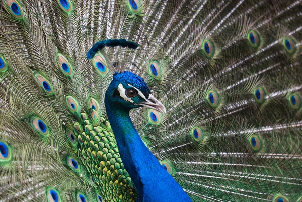 色とりどりの羽を背景に 前景に優雅な孔雀 — ストック写真