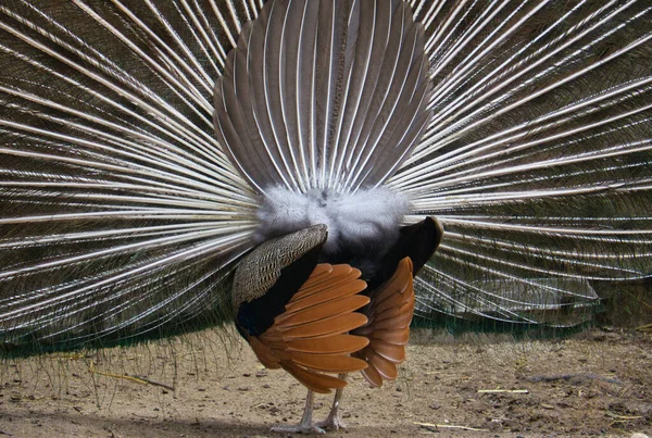 背後から見える羽の開いた孔雀 — ストック写真