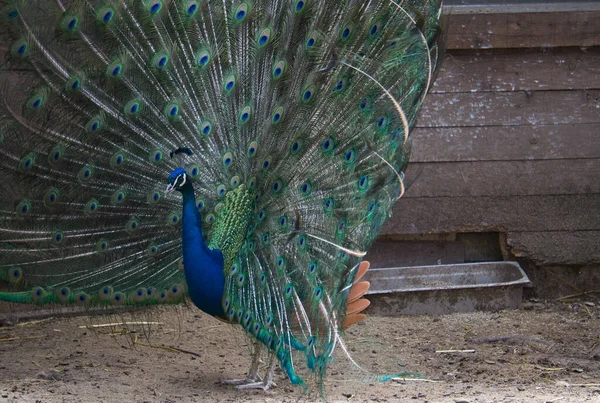 Peacock Profilu Otevřeným Peřím Přirozeném Prostředí — Stock fotografie