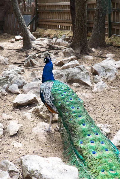 Pavo Real Visto Desde Atrás Con Plumas Recogidas Colores Vibrantes —  Fotos de Stock