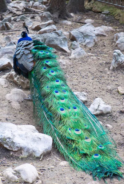 Pavo Real Visto Desde Atrás Con Plumas Recogidas Colores Vibrantes —  Fotos de Stock