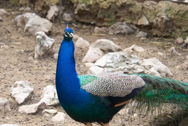 Peacock Caminando Entorno Natural —  Fotos de Stock