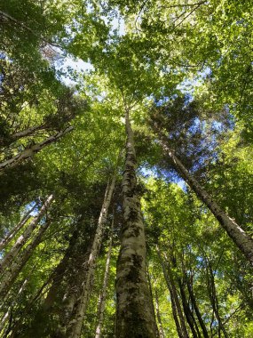 Ormandaki yeşil ağaç tepelerinin arka planı