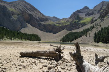 Ibon de Plan 'da Doğa, Huesca, İspanya. Kırık ağaçlar. Peyzaj kavramı