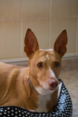 Yatağında yatan muhteşem tarçın ve beyaz köpek. Av köpeği.