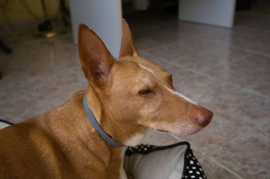 Güzel tarçın ve beyaz av köpeği profili