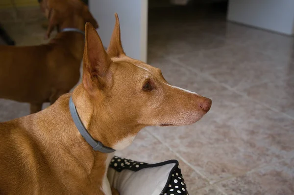 Schöner Zimt Und Weißer Hund Profil — Stockfoto