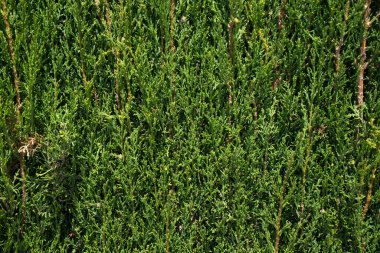 Çevresel mesajlar için yeşil bitkilerden yapılmış doğal arka plan.