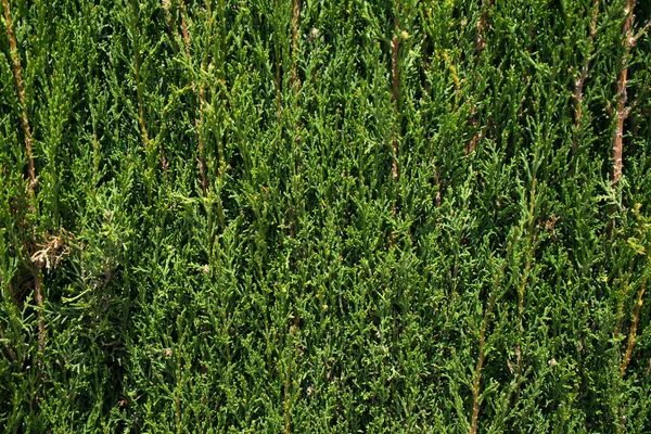 Çevresel mesajlar için yeşil bitkilerden yapılmış doğal arka plan.