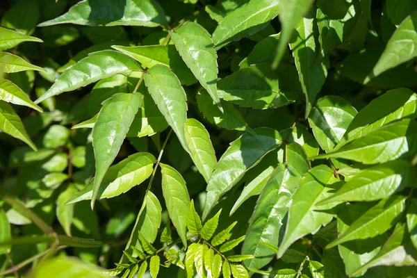 Çevresel mesajlar için yeşil bitkilerden yapılmış doğal arka plan.