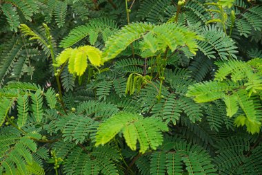 Yeşil bitkilerden oluşan doğal bir arka plan. Doğal ve sağlıklı ürünler için doğal hayatla ilgili metinler eklemek için kullanılabilir..