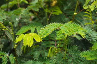 Yeşil bitkilerden oluşan doğal bir arka plan. Doğal ve sağlıklı ürünler için doğal hayatla ilgili metinler eklemek için kullanılabilir..