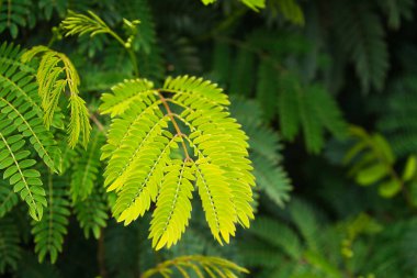 Yeşil bitkilerden oluşan doğal bir arka plan. Doğal ve sağlıklı ürünler için doğal hayatla ilgili metinler eklemek için kullanılabilir..