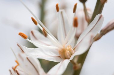 Beyaz Asphodel olarak da bilinen beyaz çiçeğin güzel çiçek arkaplanı Gamon-blanco olarak da bilinir. Botanik adı Asphodelus Albus. Tebrik kartları, Anneler Günü veya kozmetik ürünleri için metin ekleyebilirsiniz