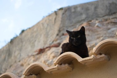 Bir dağın arka planında, çatıda dinlenen düşünceli bir kara kedi.