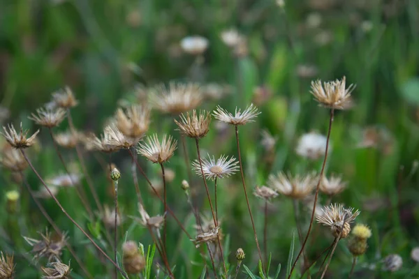 Spring Background Concept Rock Phagnalon Flowers Also Known Eastern Phagnalon — Stock Photo, Image