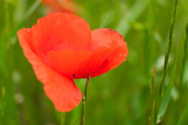 Yeşil arka planda Poppy. Metin eklemek için kullanışlı