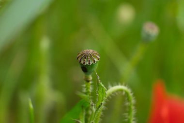 Kabuğundaki haşhaş tohumları. Güzel doğal konteynırlar. Yeşil arka plan. Alicante, İspanya