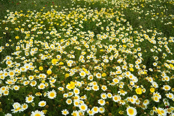 Bellissimo Prato Margherite Bianche Gialle — Foto Stock