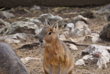 Capybara 'nın portresi bir doğa koruma alanında. Bilimsel adı Hydrochoerus hydrochaeris. Sierra de Aitana, Alicante. Hayvanlar.