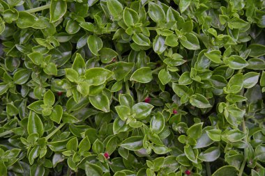 Bebek doğan güneş, aynı zamanda Red Aptenia, Aptenia olarak da bilinir. Botanik adı 