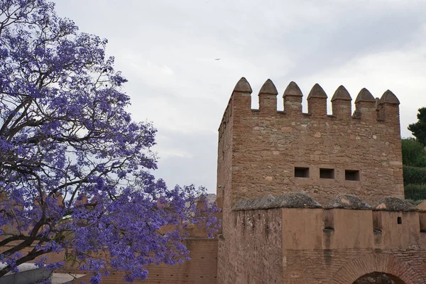 西班牙安达卢西亚Alcazaba Almeria的一座塔的景观 Jacaranda Blue树的细节 — 图库照片