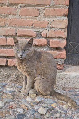 Kırsal arka planda gri bir kedinin portresi.