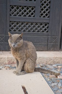 Kırsal arka planda gri bir kedinin portresi.