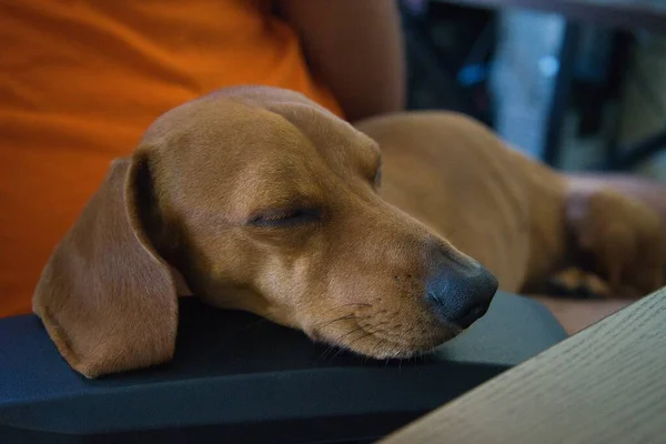 Portret Jamnika Śpiącego Podłokietniku Krzesła Pomarańczowym Tłem Czerwony Pies Teckel Obraz Stockowy
