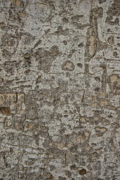 Textura Štěkot Stromu Pozadí Pro Reklamní Použití Nebo Vložení Textu — Stock fotografie