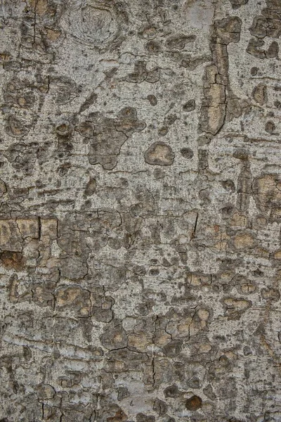 Textura Corteza Árbol Fondo Para Uso Publicitario Insertar Texto —  Fotos de Stock