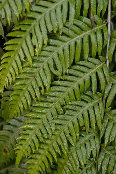 Detail Some Leaves Rooting Chainfern Botanical Name Woodwardia Radicans — Stock Photo, Image