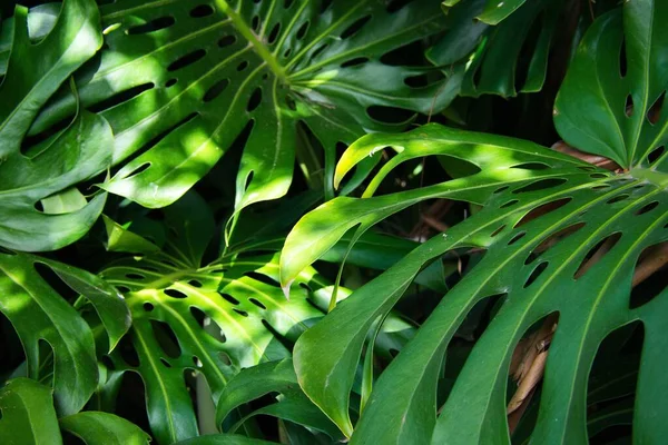 Green natural plant background. Swiss cheese plant. Botanical name: Monstera deliciosa. Suitable for inserting text.