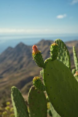 Dikenli armuda yakın çekim